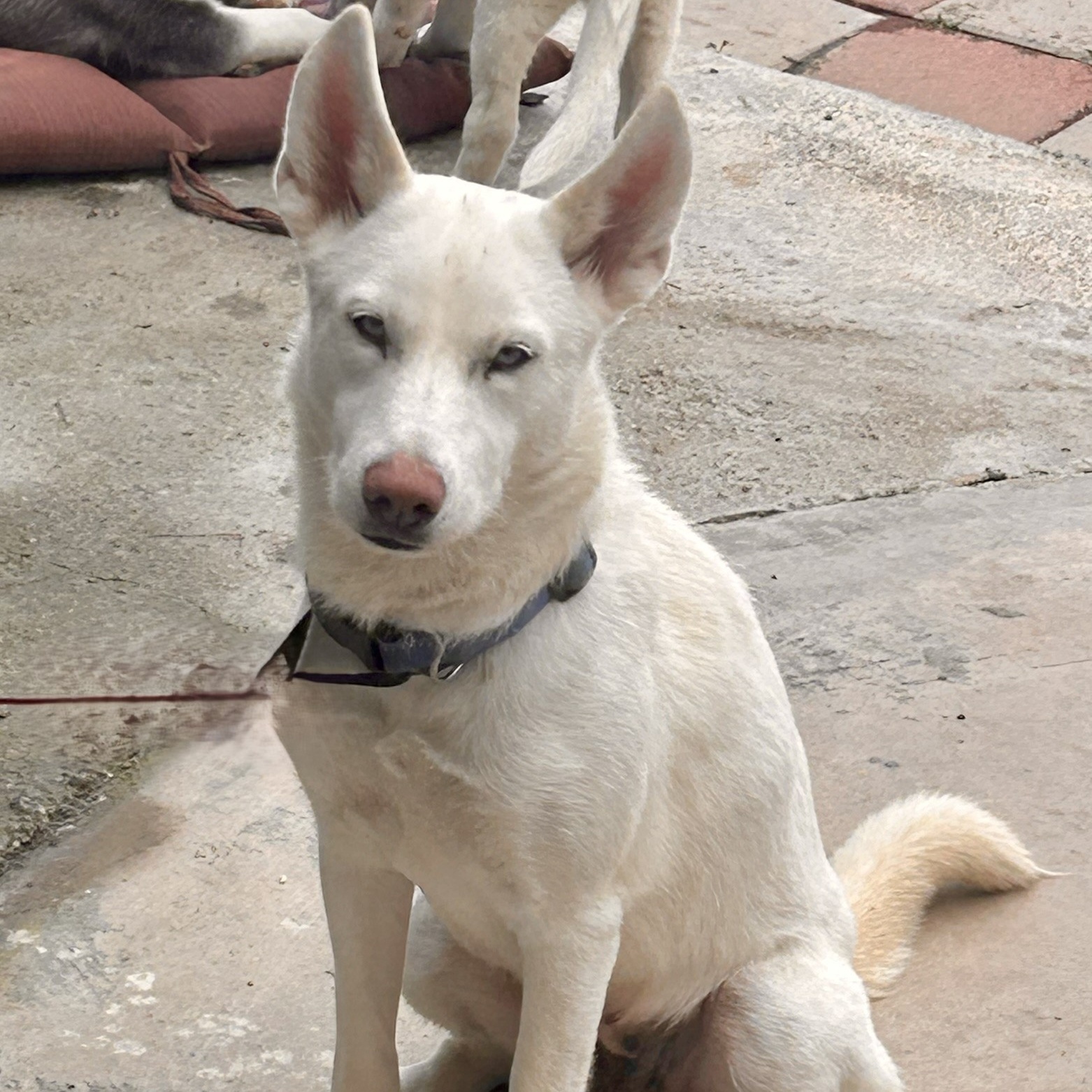 DAKOTA, a Adoptable mixed breed in Murrieta, CA image 1/4