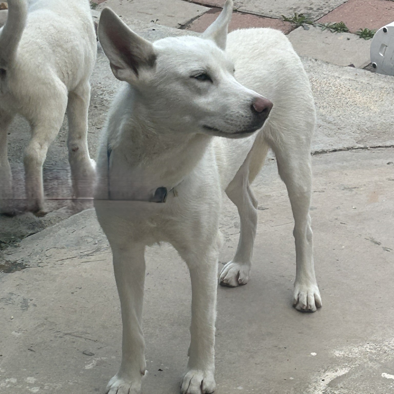 DAKOTA, a Adoptable mixed breed in Murrieta, CA image 3/4