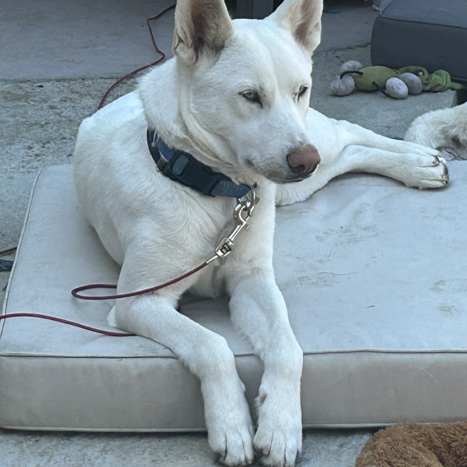 DAKOTA, a Adoptable mixed breed in Murrieta, CA image 2/4