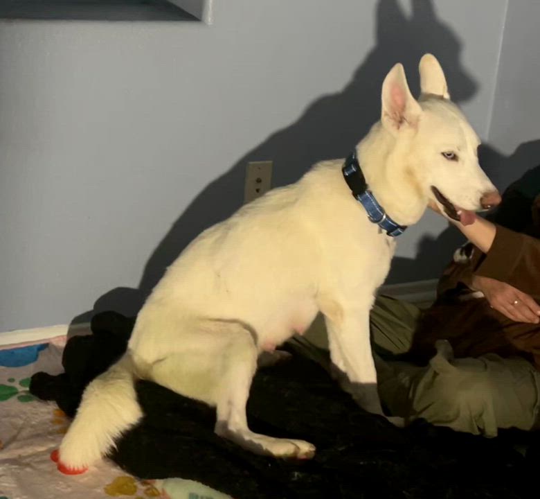 Enlarge DAKOTA, a Adoptable mixed breed in Murrieta, CA video 4/4