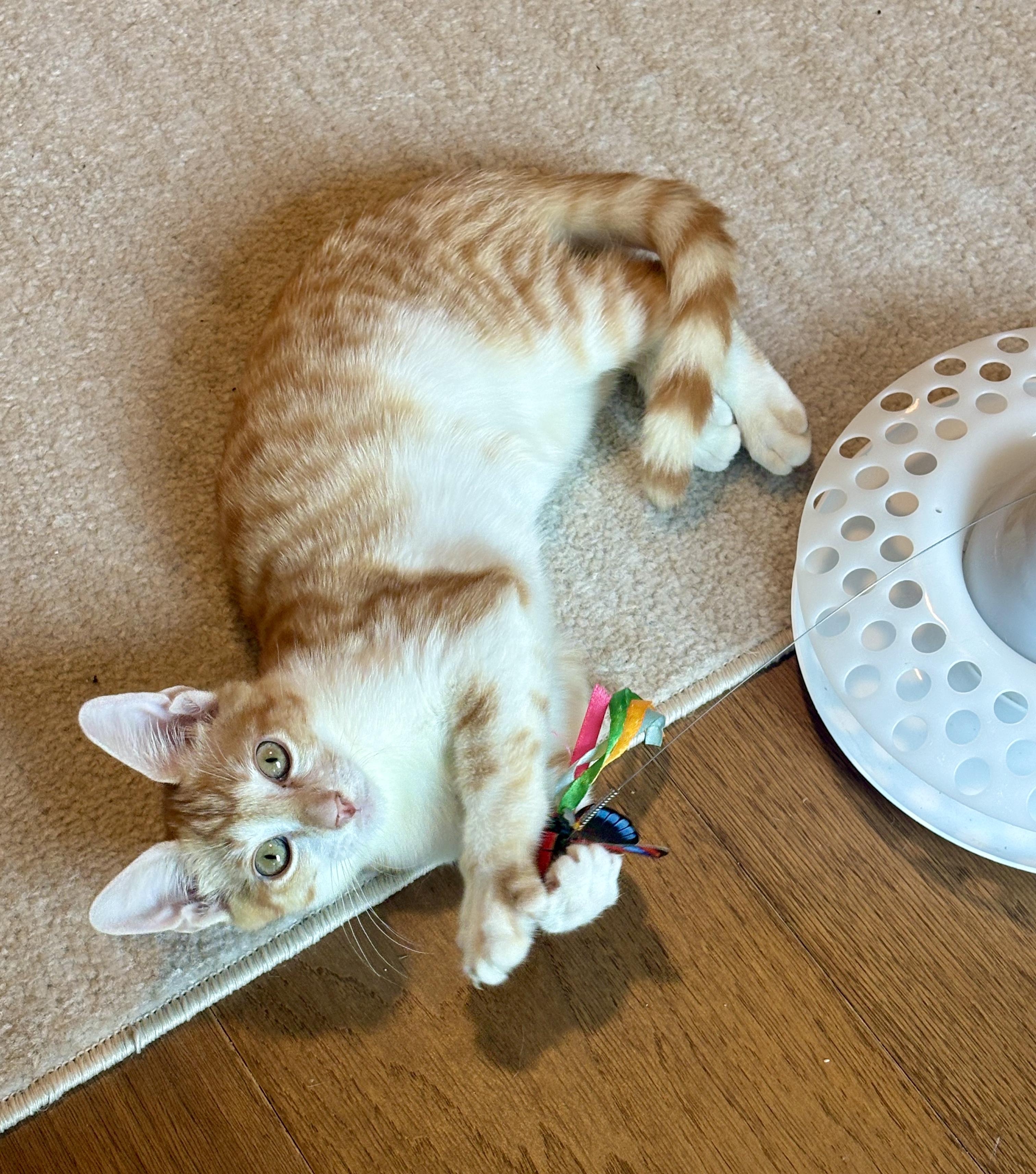Harry & Sally, a ADOPTABLE Tabby in Bethel, CT image 2/6