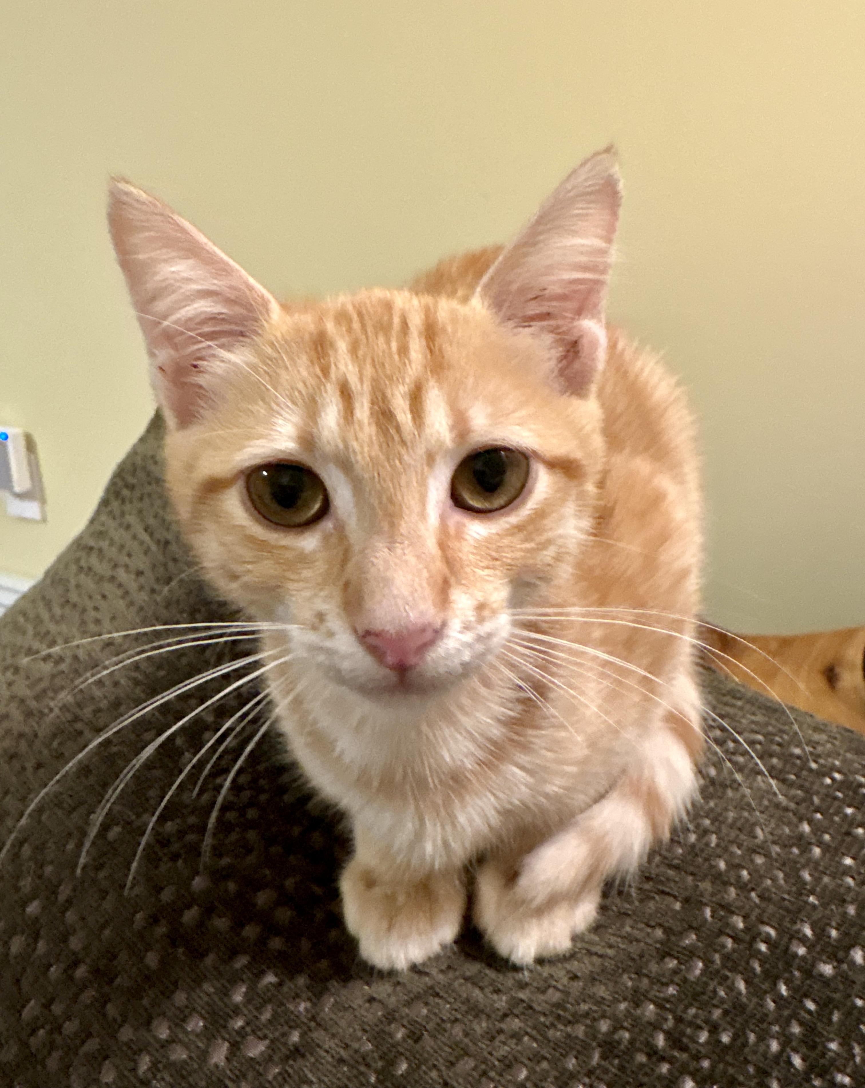 Harry & Sally, a ADOPTABLE Tabby in Bethel, CT image 3/6