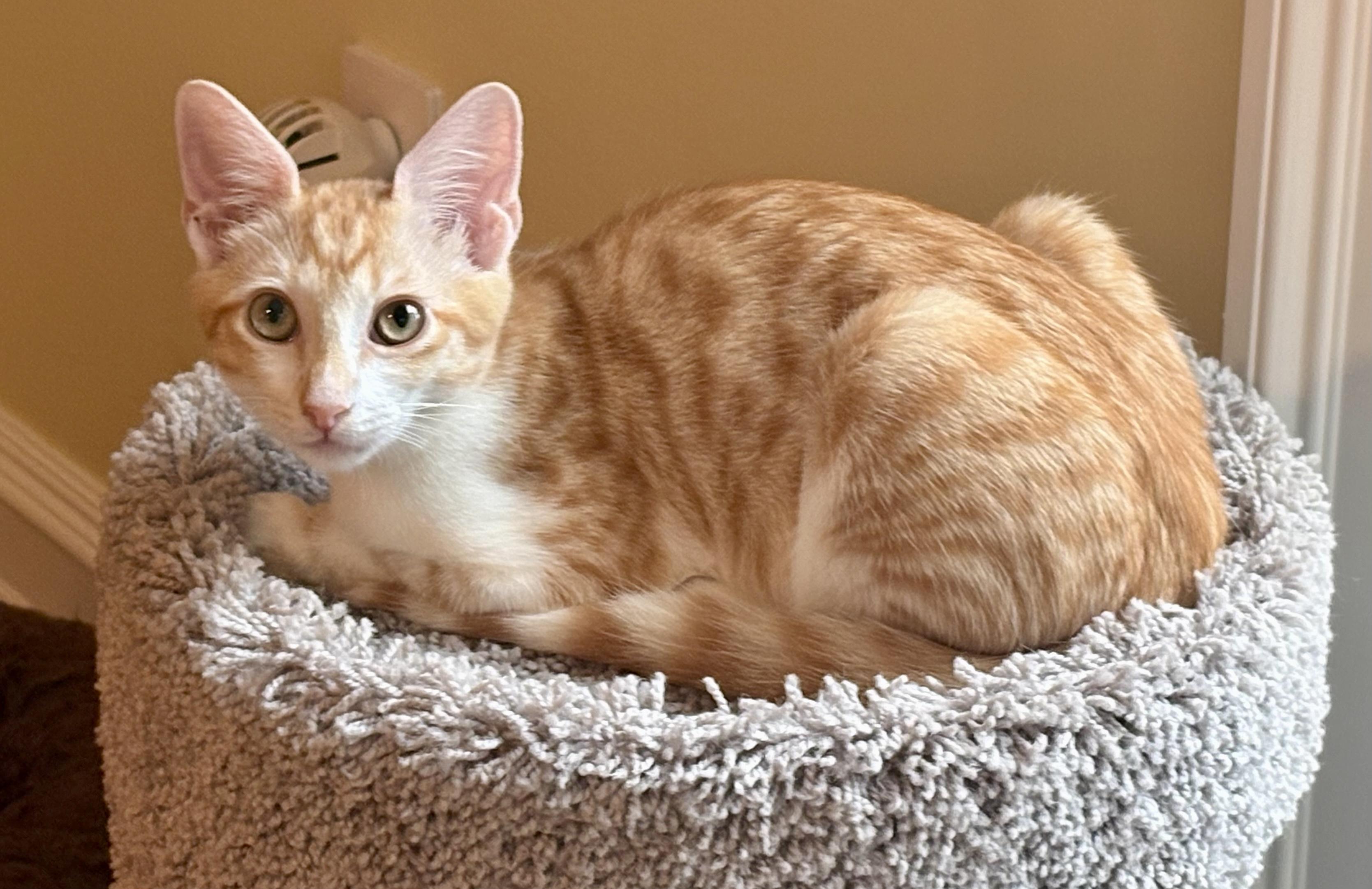Harry & Sally, a ADOPTABLE Tabby in Bethel, CT image 5/6