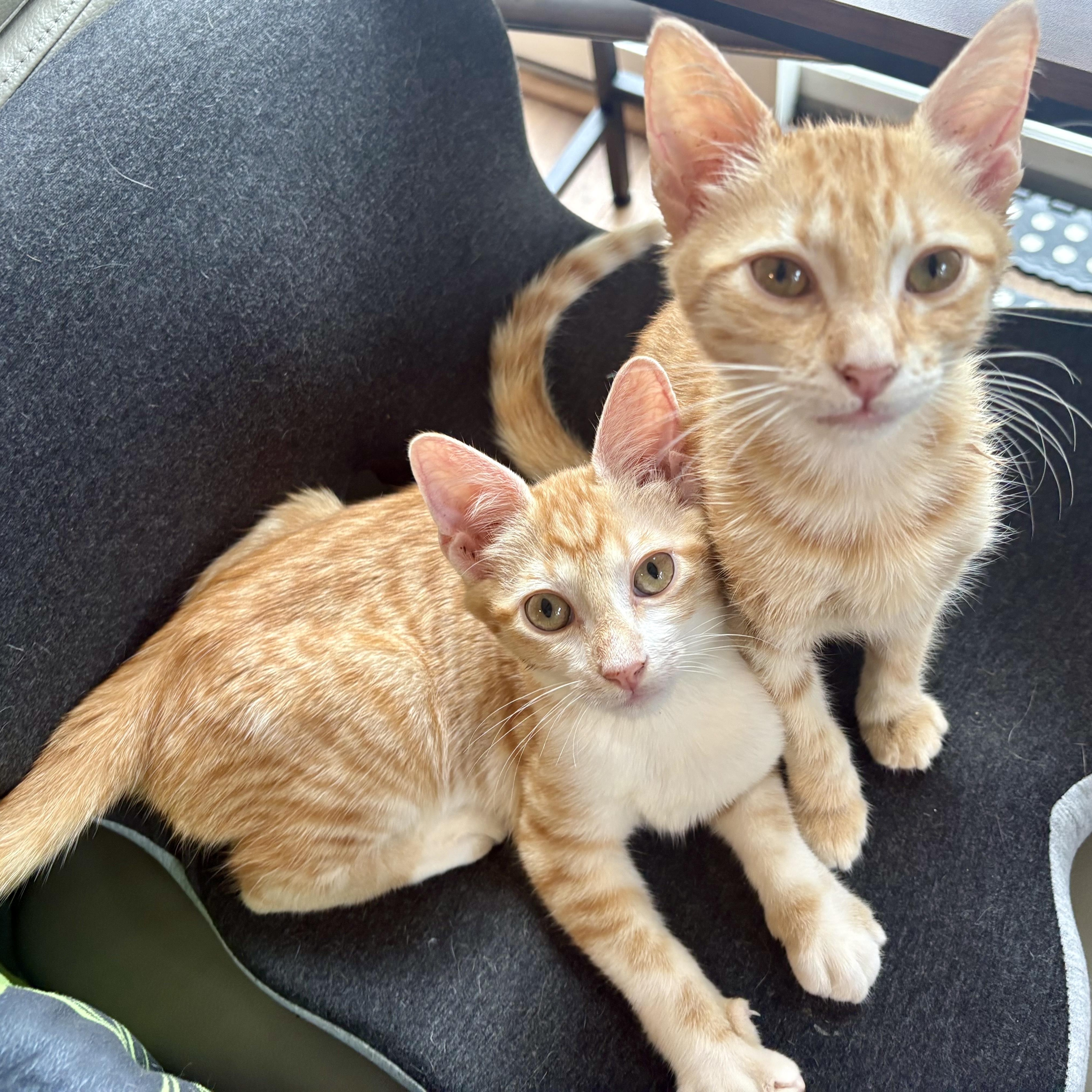 Harry & Sally, a ADOPTABLE Tabby in Bethel, CT image 1/6