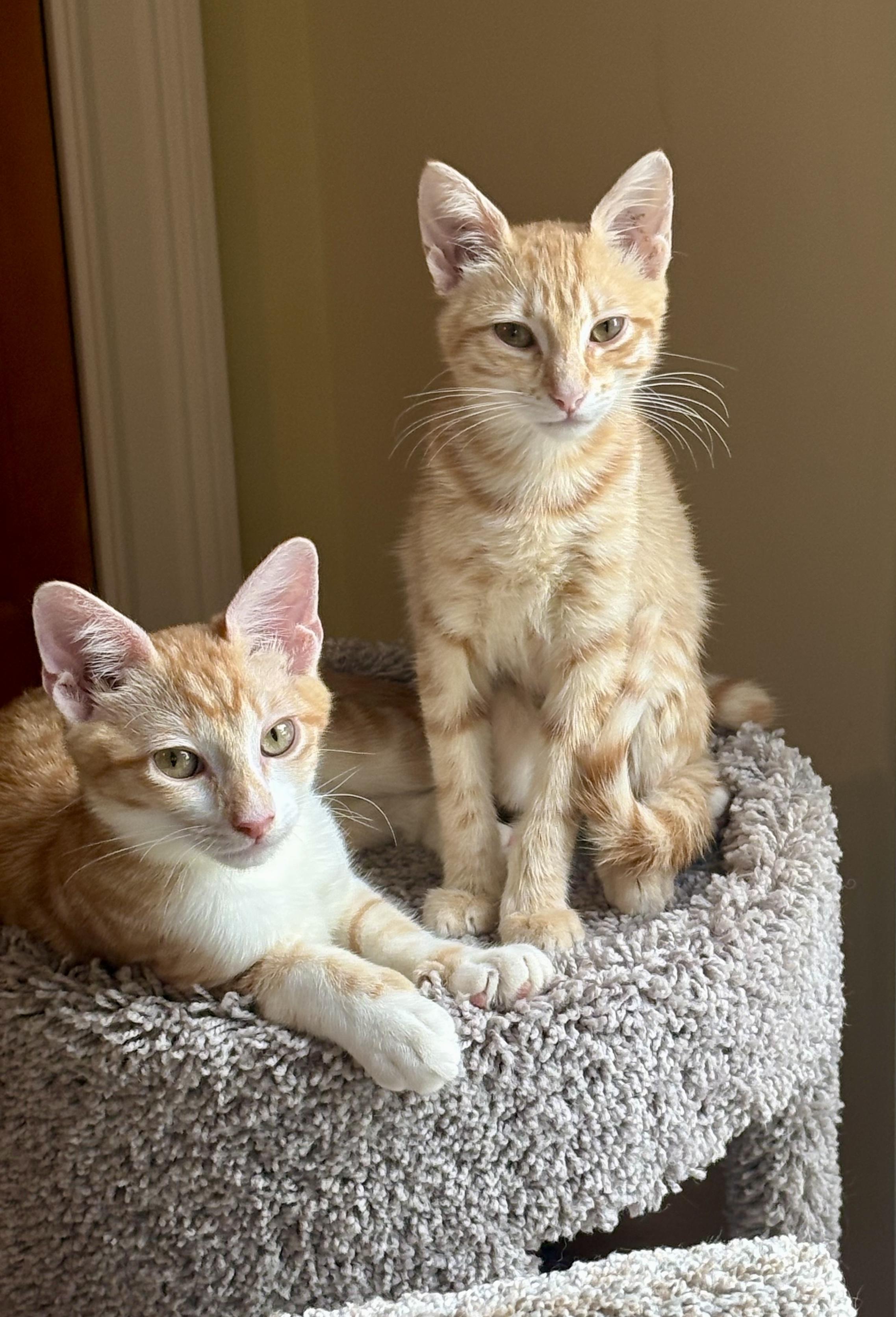 Harry & Sally, a ADOPTABLE Tabby in Bethel, CT image 4/6