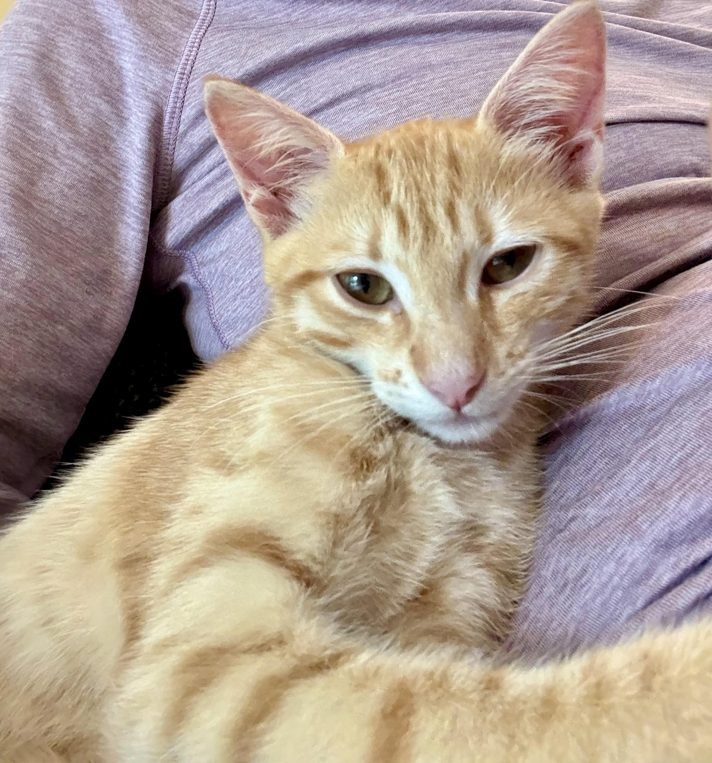 Harry & Sally, a ADOPTABLE Tabby in Bethel, CT image 6/6