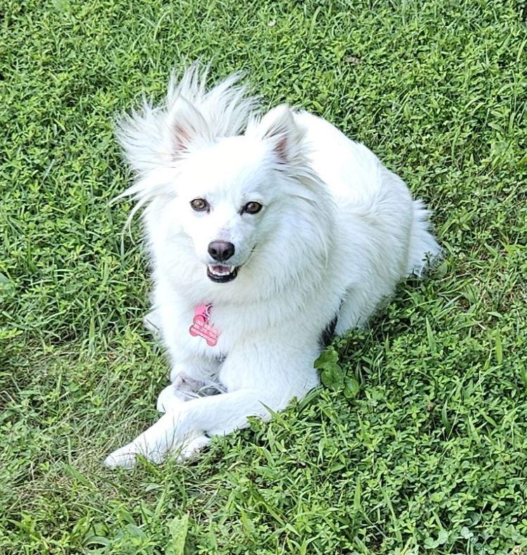 Daisy of MD, Adopted, Young Female American Eskimo Dog.