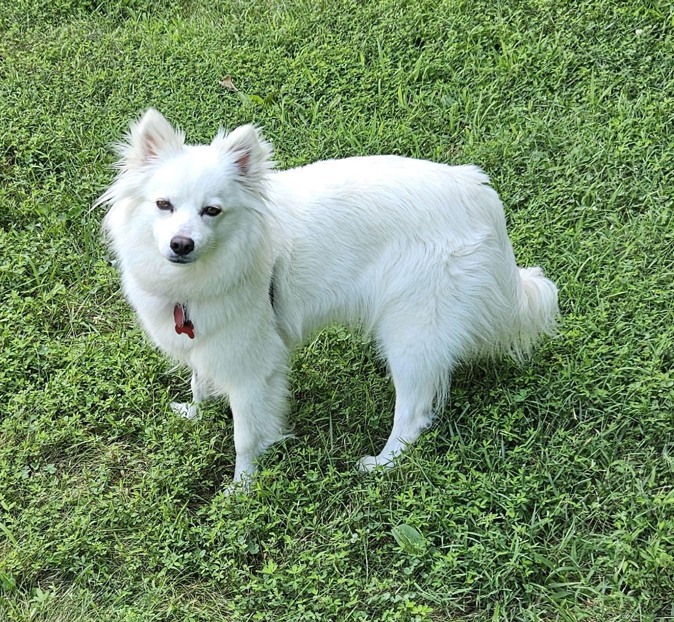 Enlarge Daisy of MD, a Adopted American Eskimo Dog in Randallstown, MD image 2/3