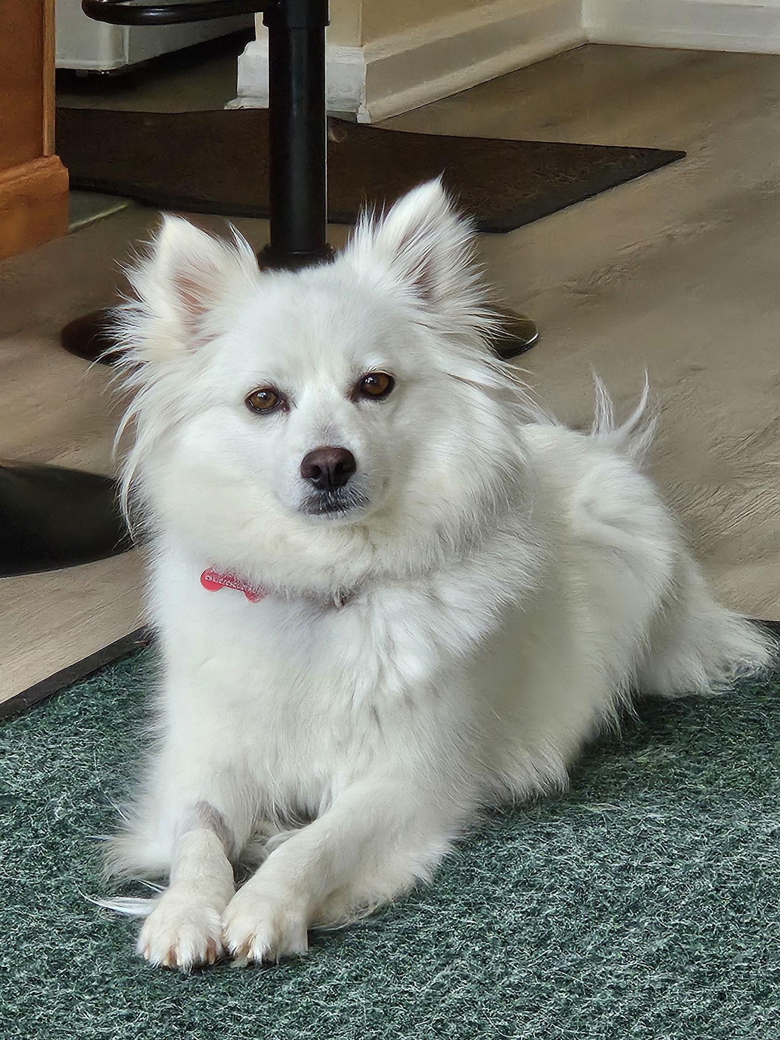 Enlarge Daisy of MD, a Adopted American Eskimo Dog in Randallstown, MD image 3/3