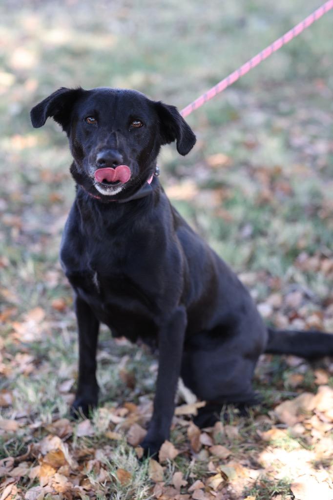 Blackie, Adoptable, Adult Female Labrador Retriever & Mixed Breed.