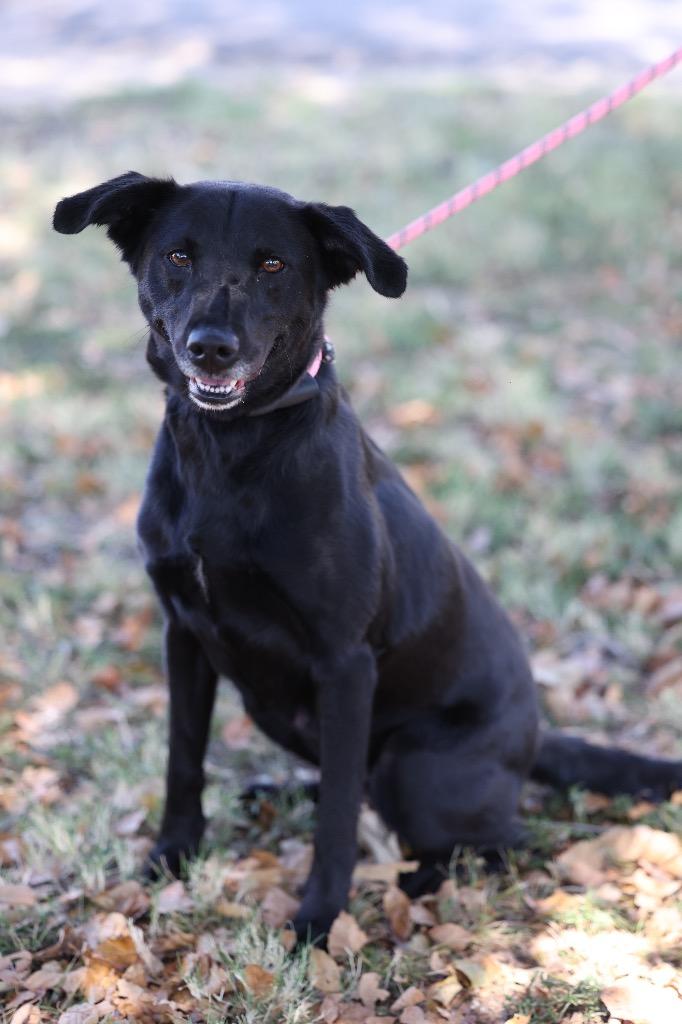 Enlarge Blackie, a Adoptable mixed breed in Dyersburg, TN image 2/3