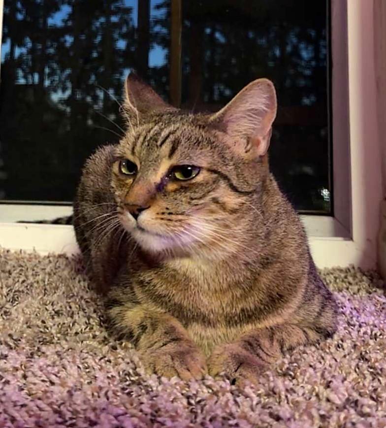 Vieva, a ADOPTABLE Tabby in Bellingham, WA image 2/6