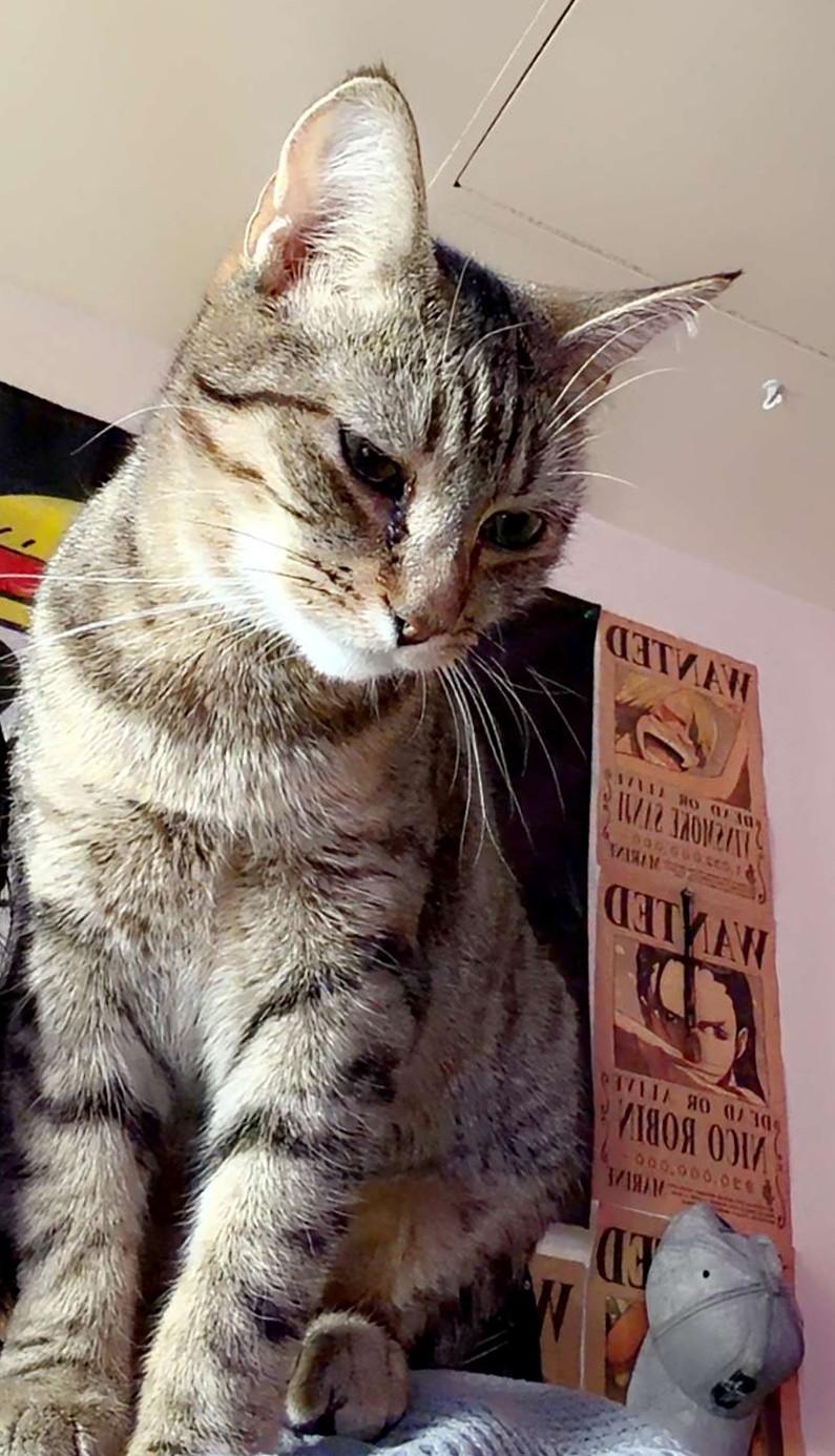 Vieva, a ADOPTABLE Tabby in Bellingham, WA image 3/6