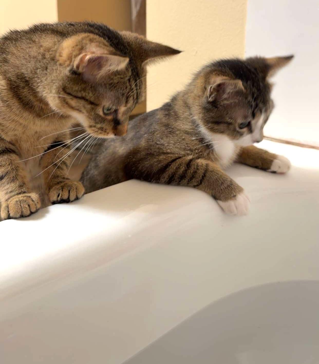 Vieva, a ADOPTABLE Tabby in Bellingham, WA image 5/6