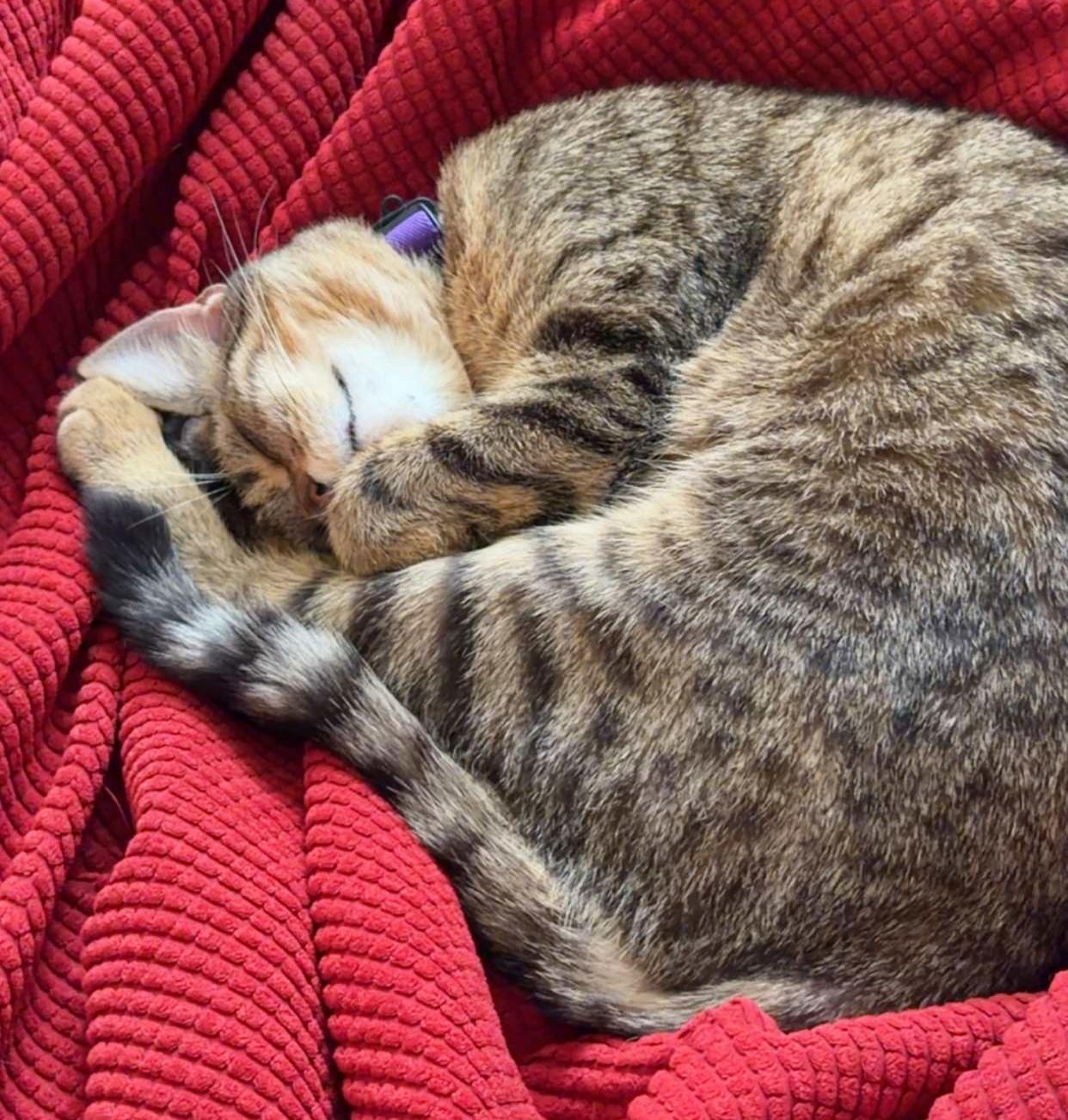 Vieva, a ADOPTABLE Tabby in Bellingham, WA image 1/6