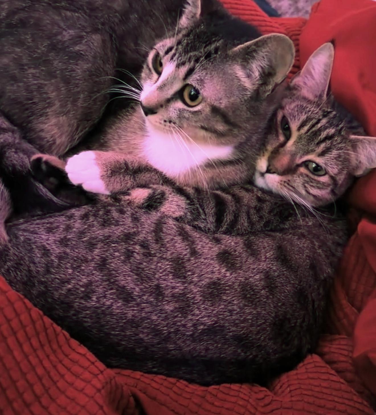 Vieva, a ADOPTABLE Tabby in Bellingham, WA image 6/6