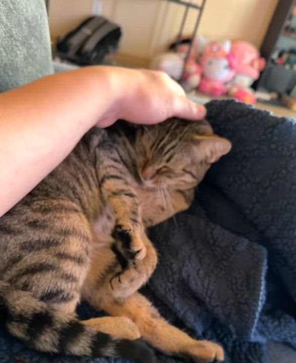 Enlarge Vieva, a ADOPTABLE Tabby in Bellingham, WA video 4/6