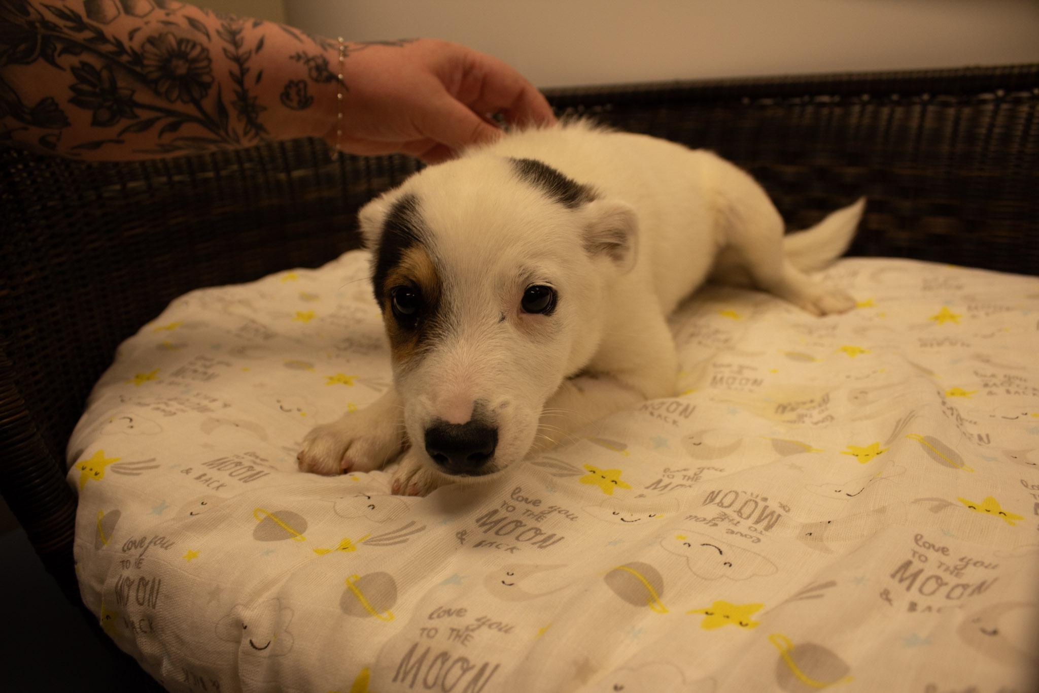 Captain hook, a Adoptable Cattle Dog in Neillsville, WI image 3/4