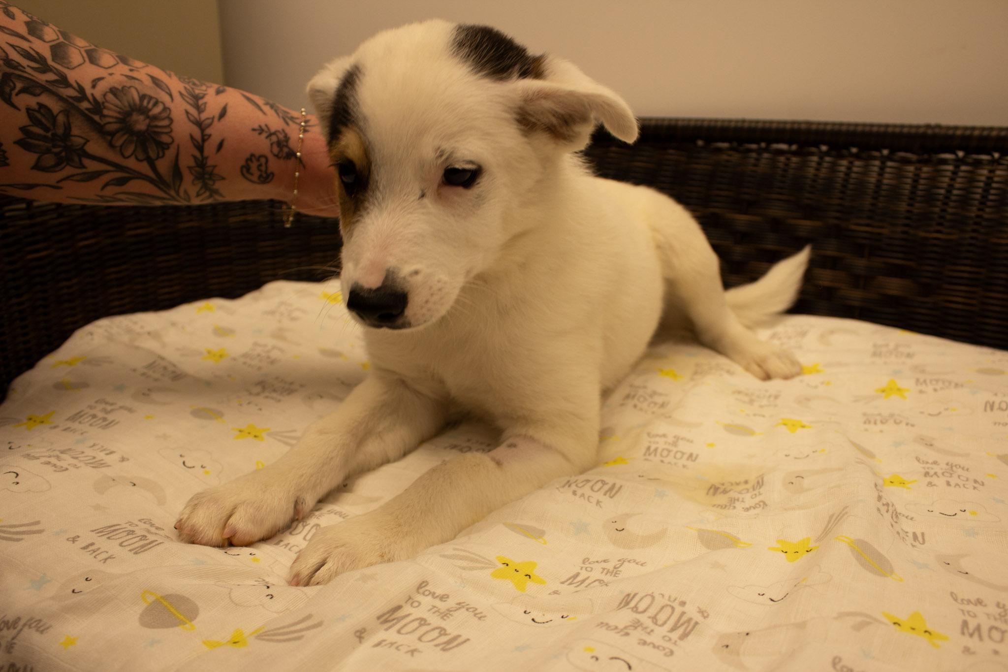Captain hook, a Adoptable Cattle Dog in Neillsville, WI image 4/4