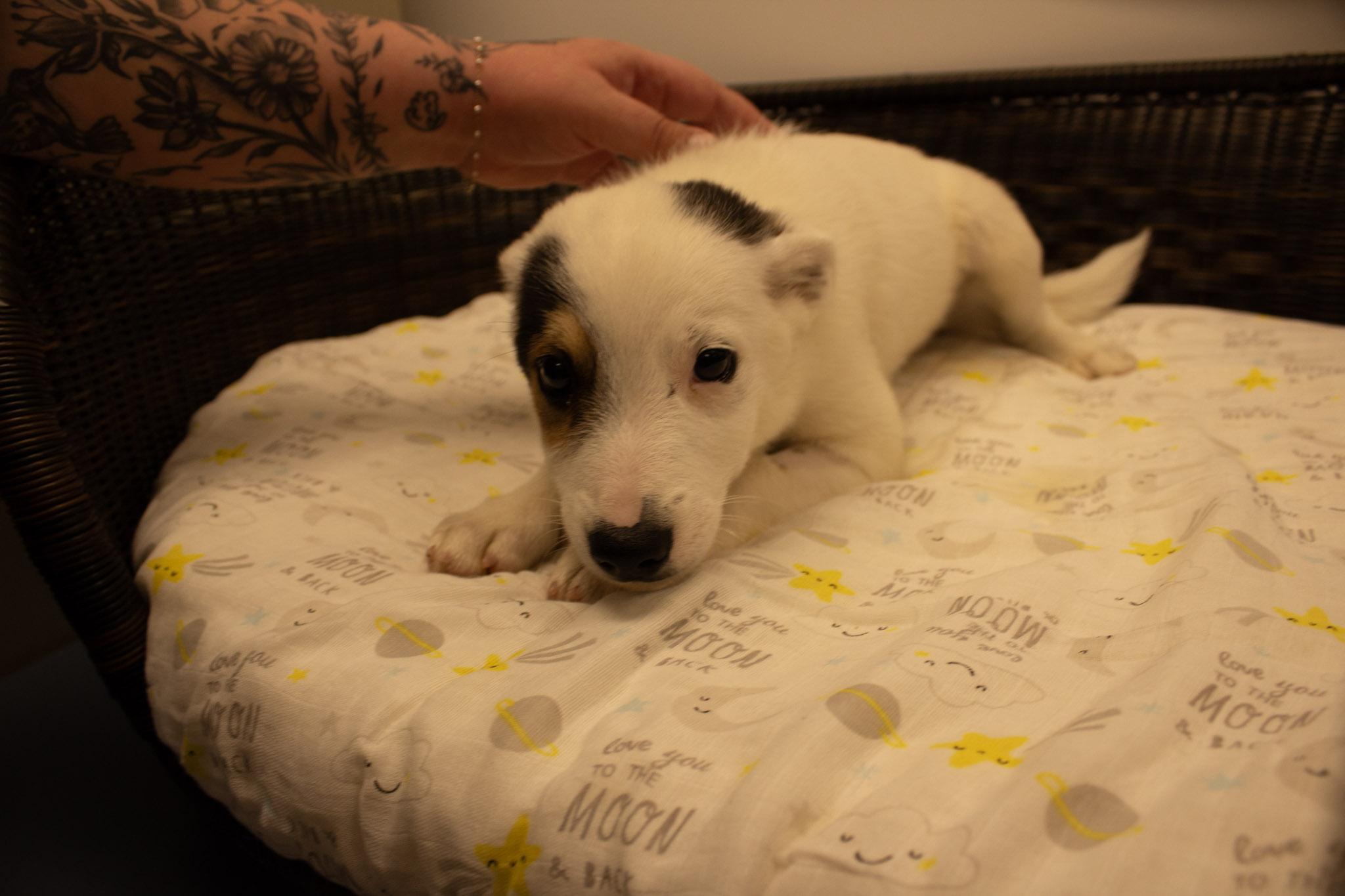 Captain hook, Adoptable, Puppy Male Cattle Dog.