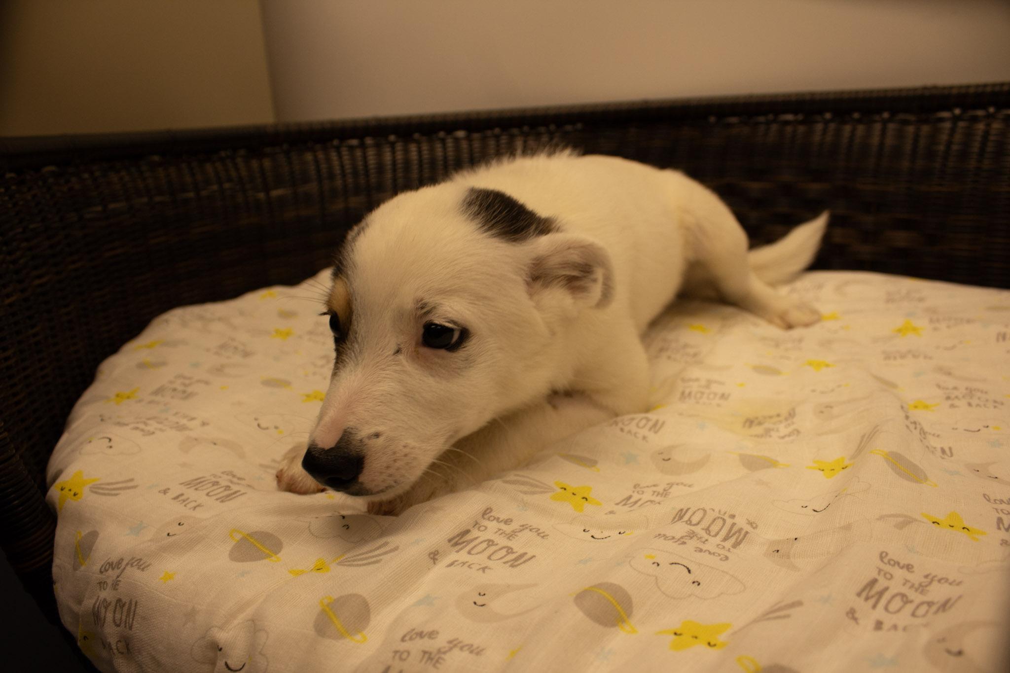 Captain hook, a Adoptable Cattle Dog in Neillsville, WI image 2/4
