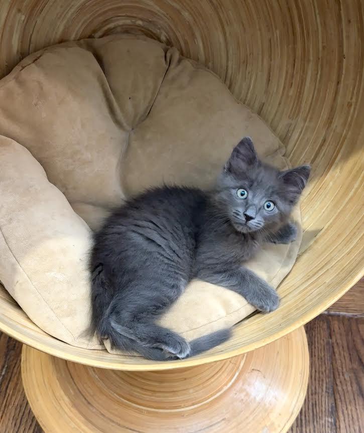 Breeze (Cheri), an adopted Nebelung in Woodland Hills, CA image 1/6