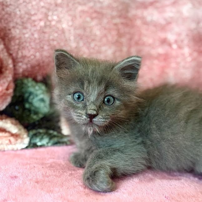 Breeze (Cheri), adopted, Kitten Female Nebelung.