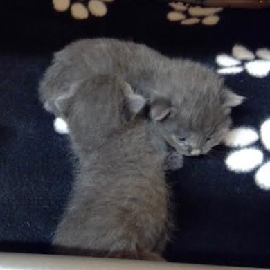 Breeze (Cheri), an adopted Nebelung in Woodland Hills, CA image 3/6
