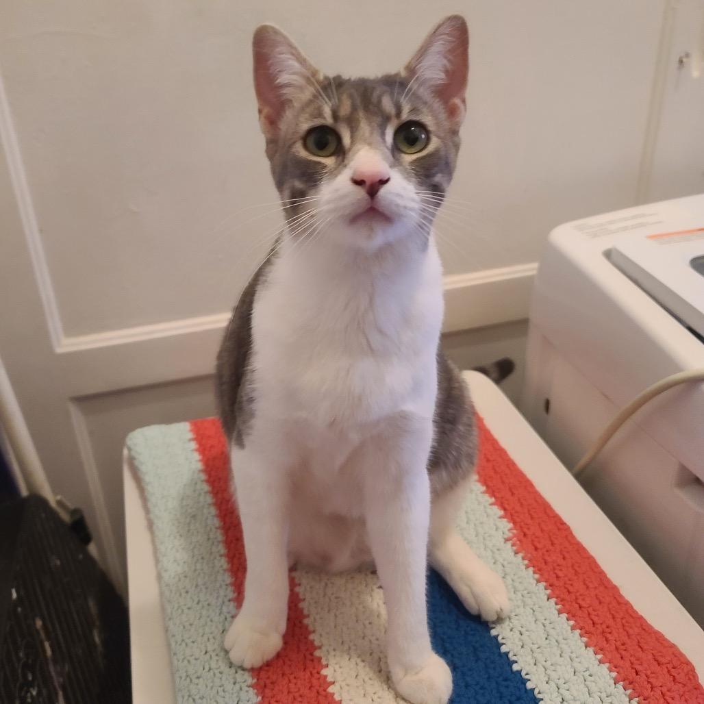 Steve, Adoptable, Young Male Domestic Short Hair & Domestic Short Hair.