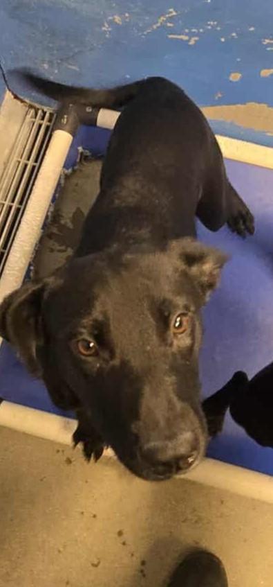 Cinnamon, Adoptable, Young Female Pit Bull Terrier.