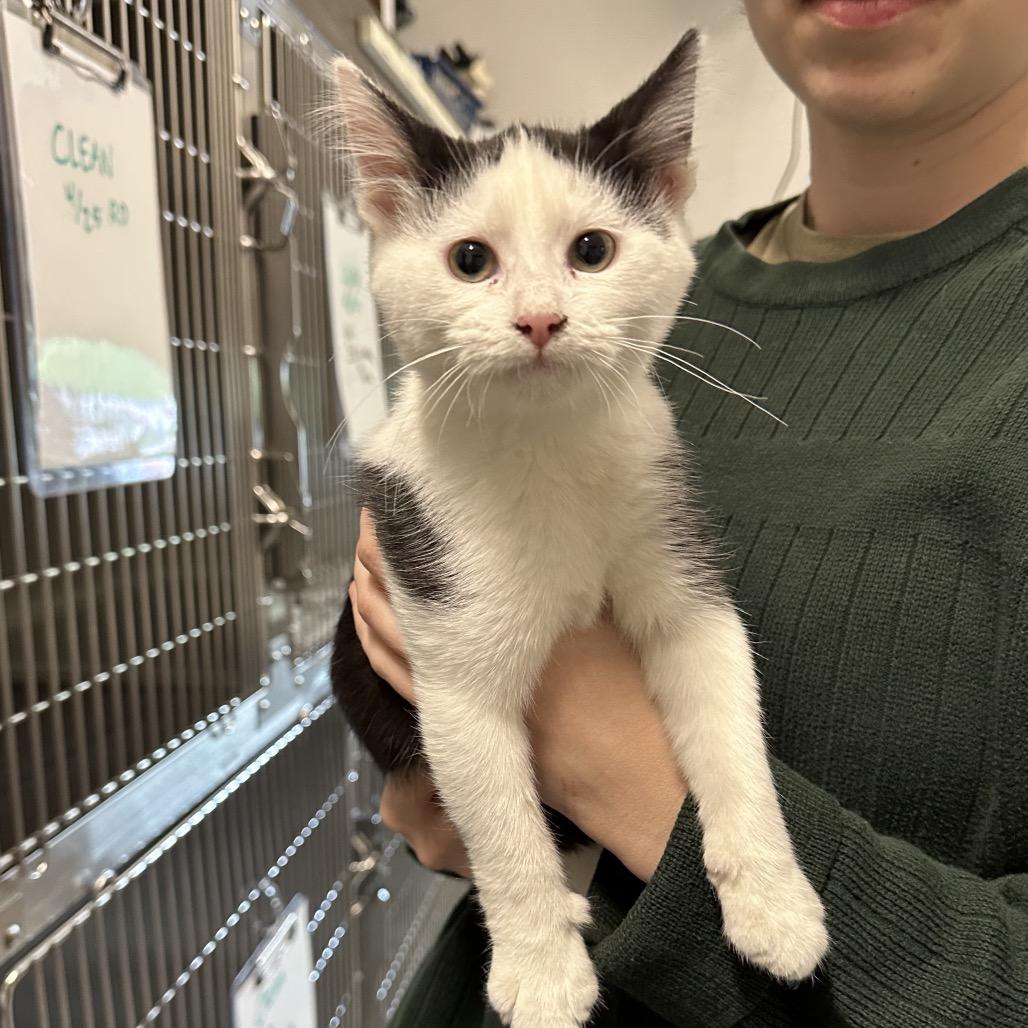 Enlarge Misty & Rainey, a Adoptable Domestic Short Hair in Hinsdale, IL image 1/2