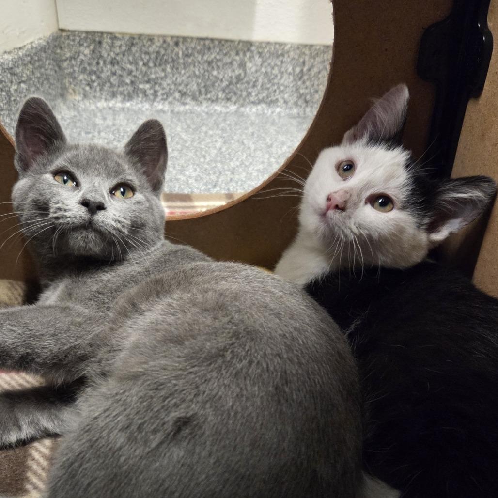 Enlarge Misty & Rainey, a Adoptable Domestic Short Hair in Hinsdale, IL image 2/2