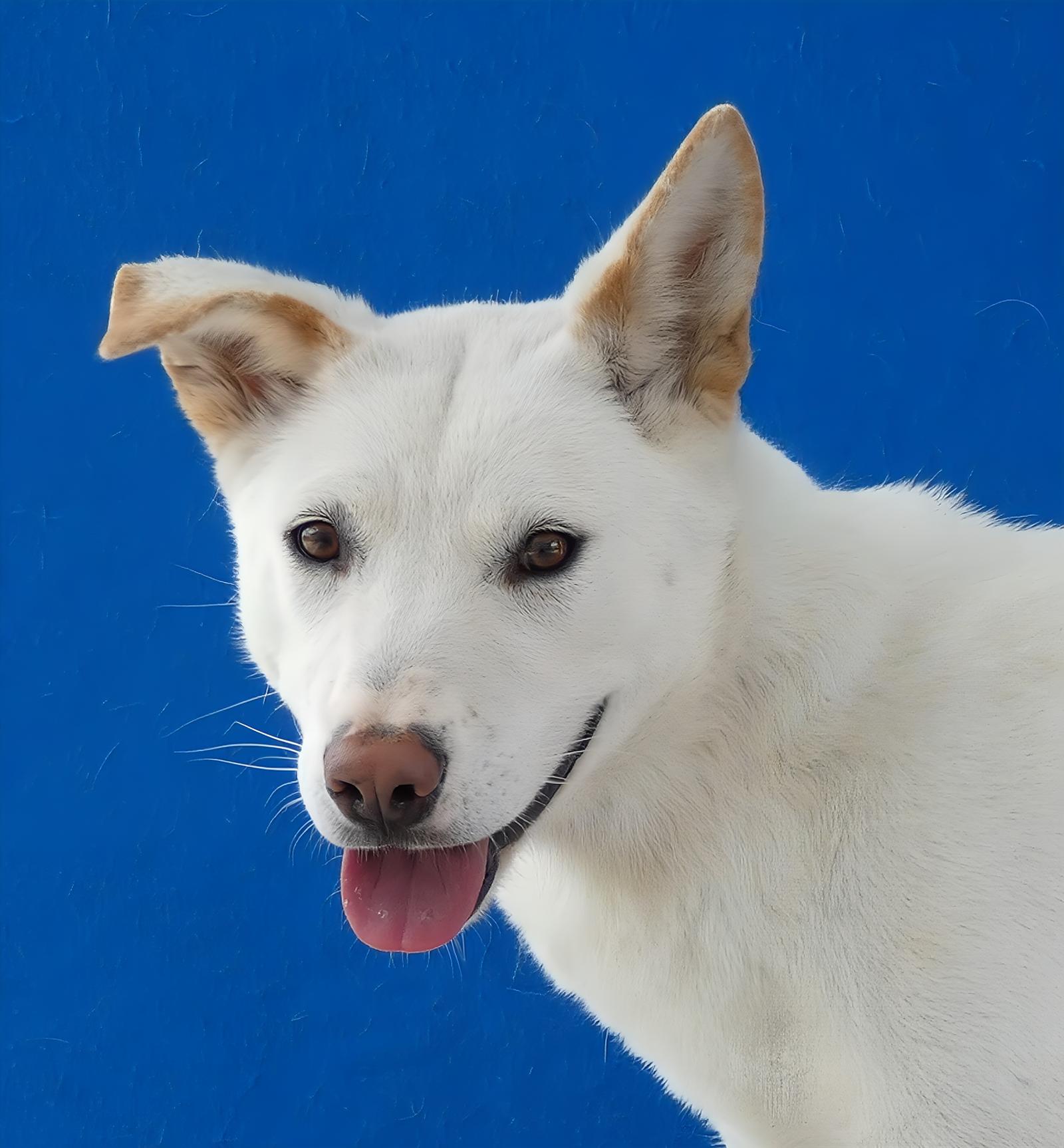CARTER, Adoptable, Young Male Siberian Husky.