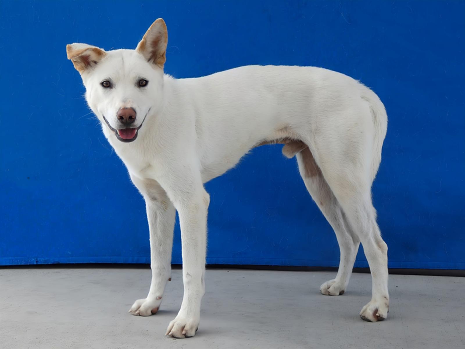 CARTER, a Adoptable Siberian Husky in Pasadena, CA image 2/2
