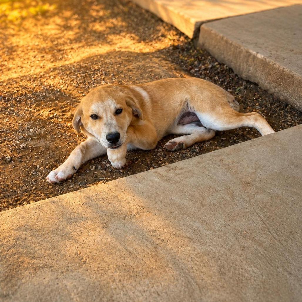 Mack, Adoptable, Puppy Male Great Pyrenees.