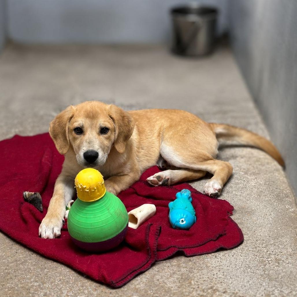 Enlarge Mack, a Adoptable Great Pyrenees in Mount Pleasant, TX image 2/6