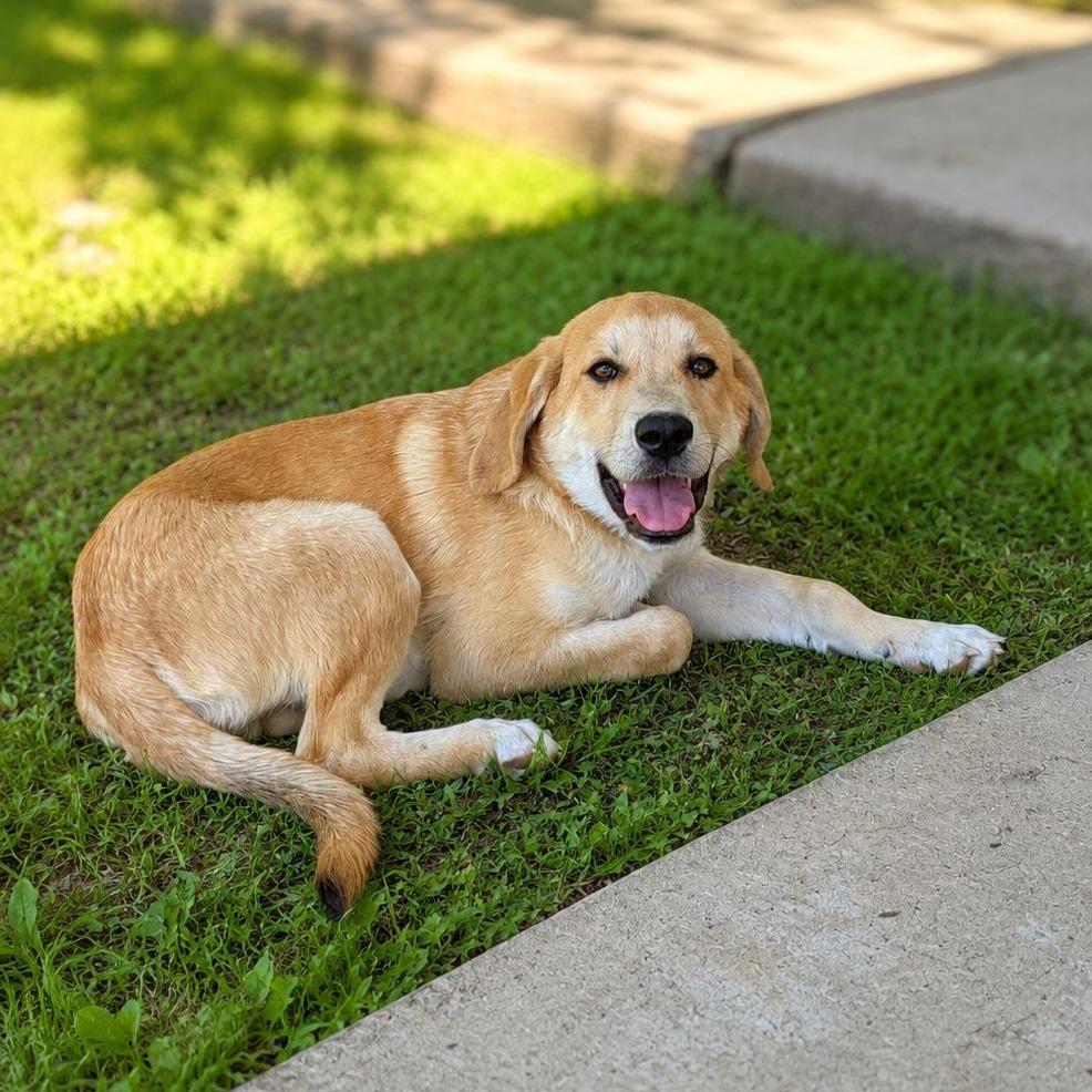Enlarge Mack, a Adoptable Great Pyrenees in Mount Pleasant, TX image 3/6