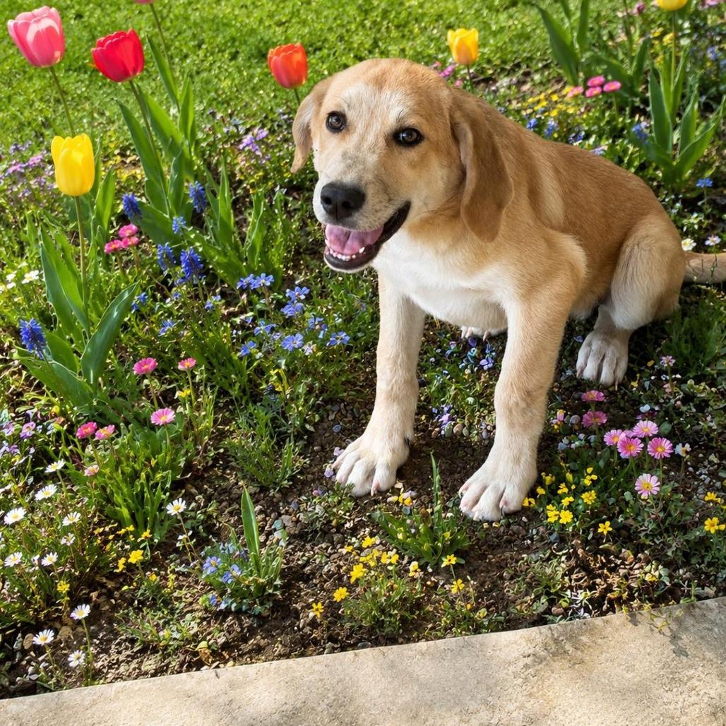 Enlarge Mack, a Adoptable Great Pyrenees in Mount Pleasant, TX image 6/6