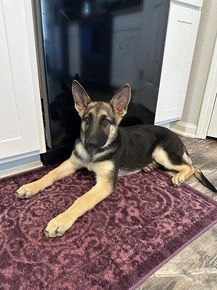 Eleanor, Adoptable, Puppy Female German Shepherd Dog.