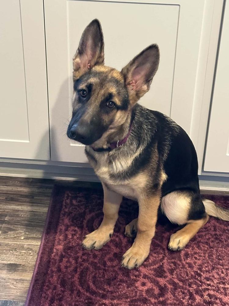 Eleanor, a Adoptable mixed breed in Fredonia, WI image 2/4