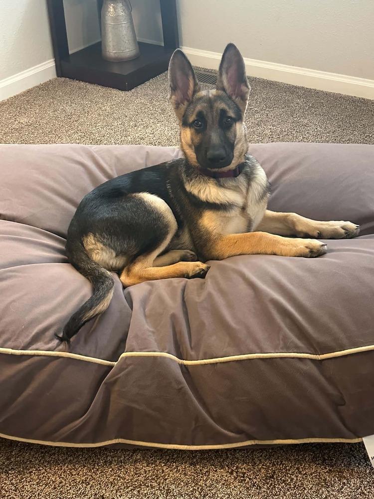 Eleanor, a Adoptable mixed breed in Fredonia, WI image 3/4