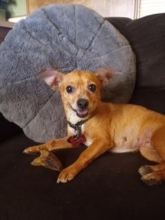 Chloe, Adopted, Adult Female Chihuahua.