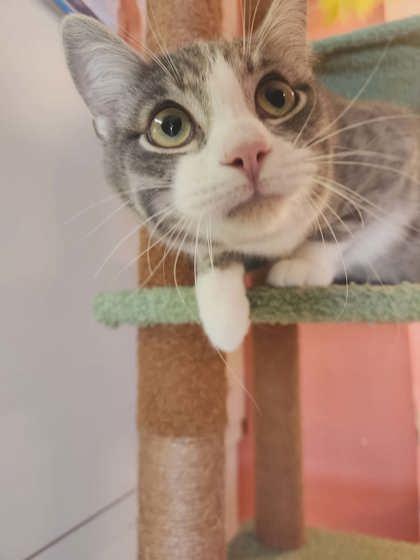 Slate, Adoptable, Adult Male Domestic Short Hair & Domestic Short Hair.