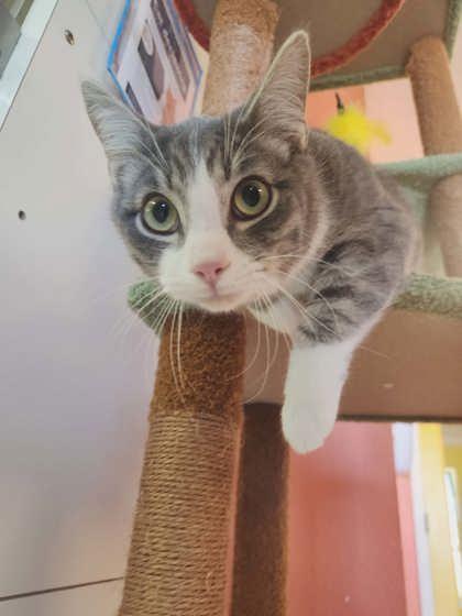 Enlarge Slate, a Adoptable mixed breed in Scottsbluff, NE image 3/3