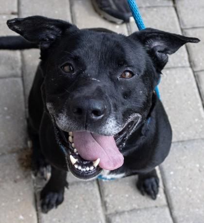 Enlarge Asuma, a Adoptable mixed breed in Fallston, MD image 1/3