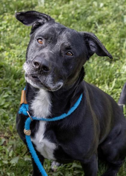 Enlarge Asuma, a Adoptable mixed breed in Fallston, MD image 2/3