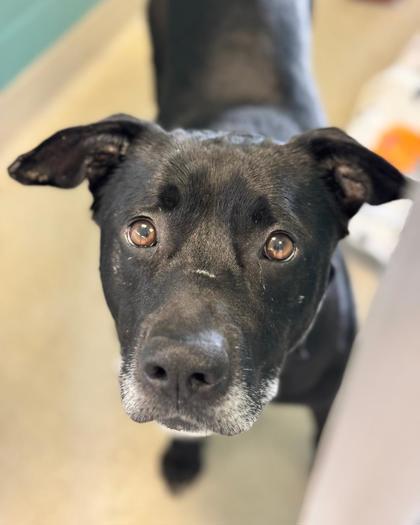 Enlarge Asuma, a Adoptable mixed breed in Fallston, MD image 3/3