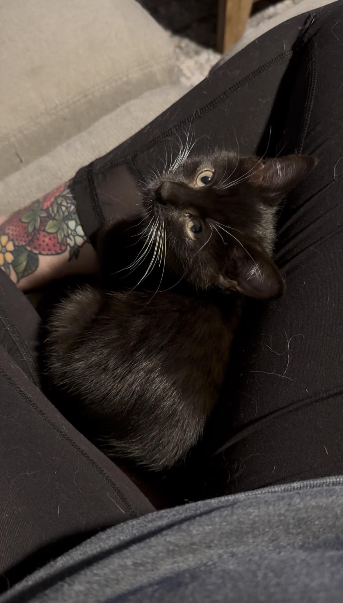 Ravioli, a Adoptable Domestic Short Hair image 2/5