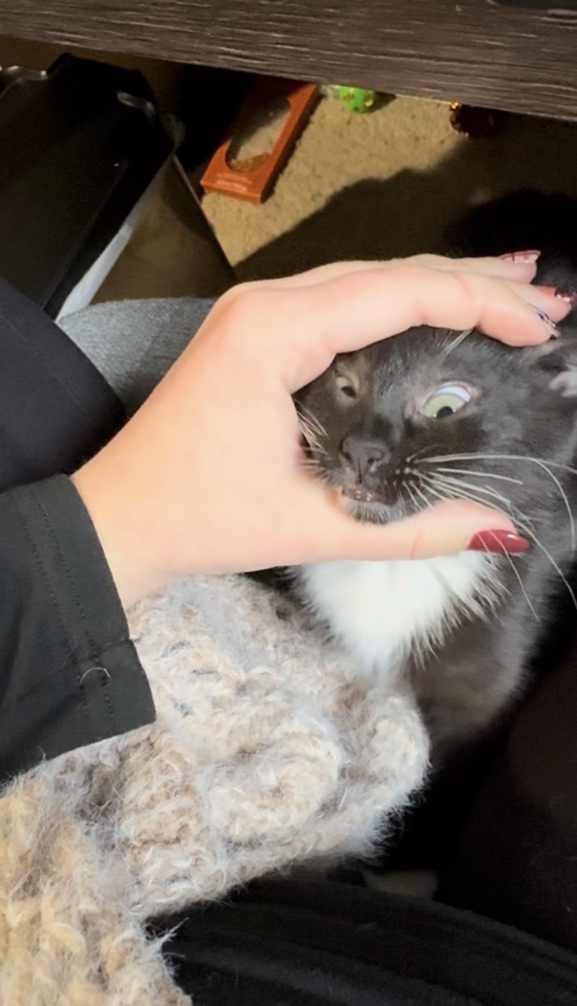 Ravioli, a Adoptable Domestic Short Hair image 3/5