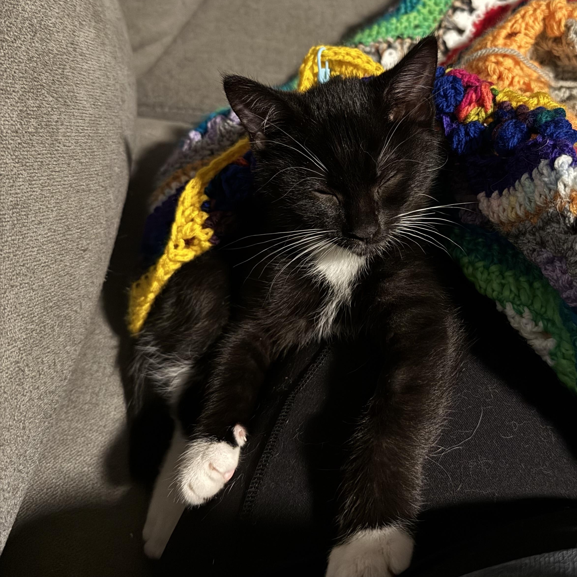 Ravioli, a Adoptable Domestic Short Hair image 4/5